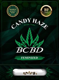 Candy Haze Feminized