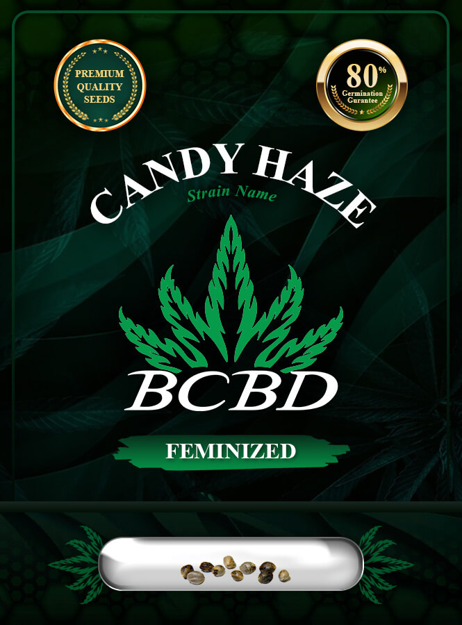 Candy Haze Feminized Marijuana Seeds