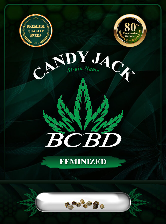Candy Jack Strain Feminized Marijuana Seeds