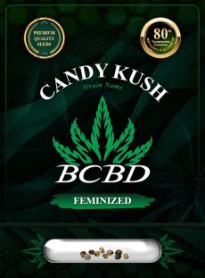 Candy Kush Feminized