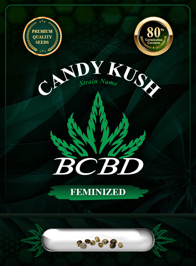 Candy Kush Feminized Marijuana Seeds