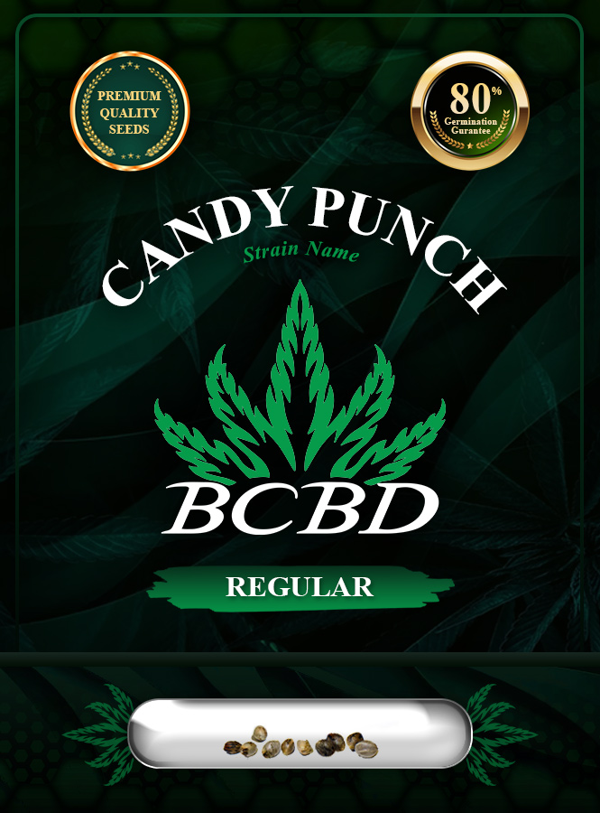 Candy Punch Strain Regular Marijuana Seeds