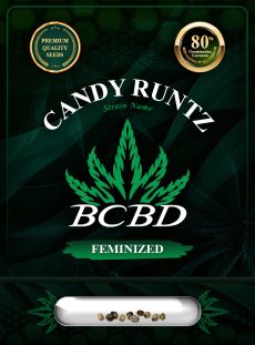 Candy Runtz Strain Feminized