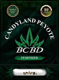 Candyland Peyote Strain Feminized
