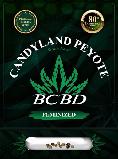 Candyland Peyote Strain Feminized