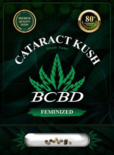 Cataract Kush Feminized