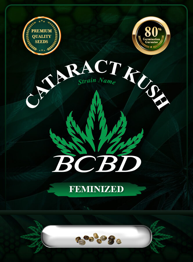 Cataract Kush Feminized Marijuana Seeds