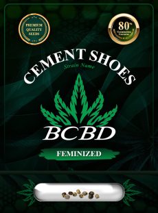 Cement Shoes Strain Feminized
