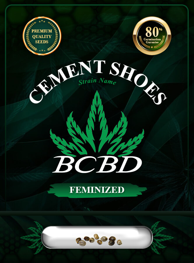 Cement Shoes Strain Feminized Marijuana Seeds