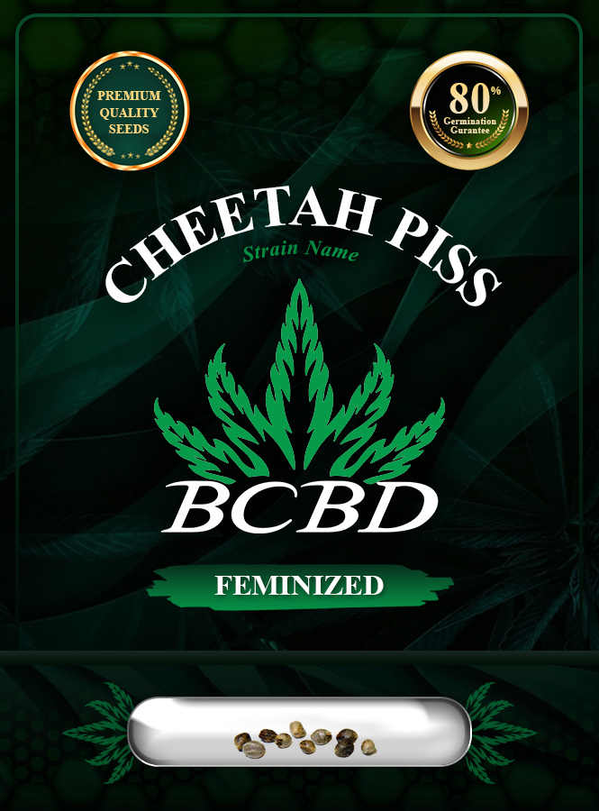 Cheetah Piss Strain Feminized Marijuana Seeds