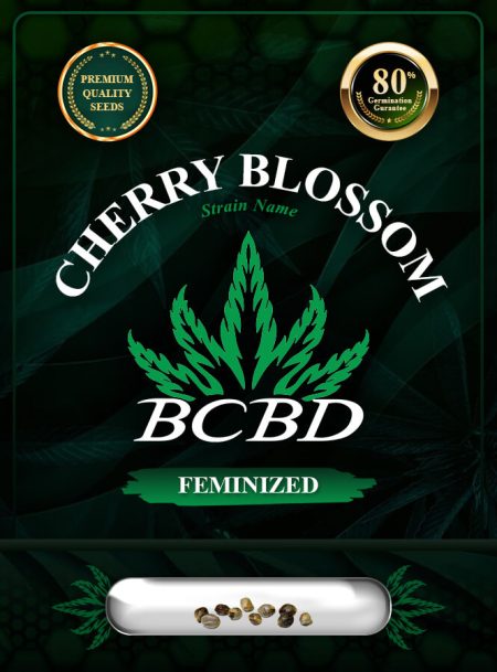 Cherry Blossom Strain Feminized
