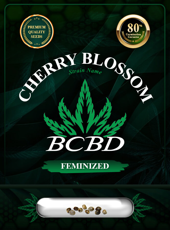 Cherry Blossom Strain Feminized Marijuana Seeds