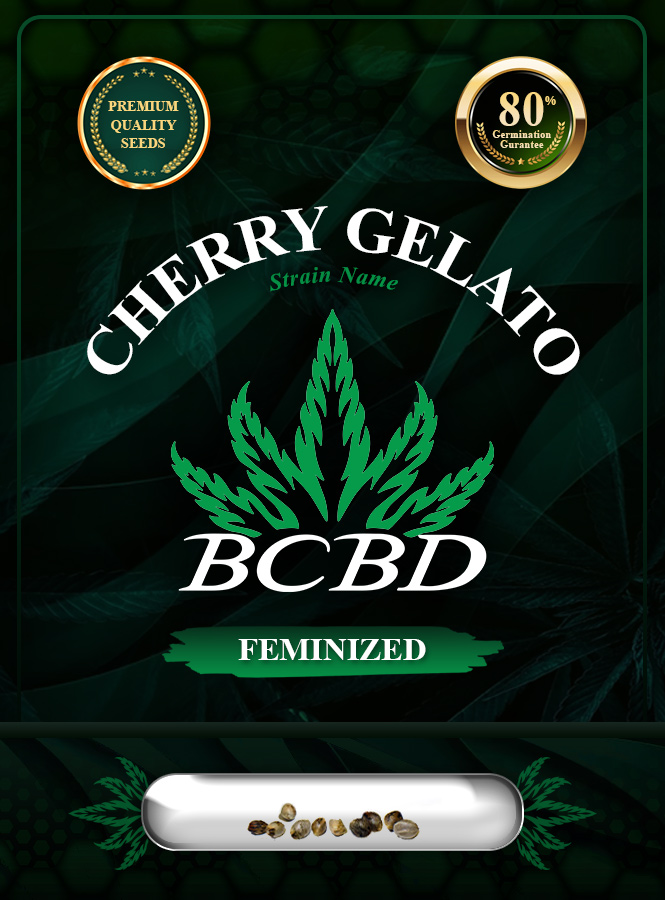 Cherry Gelato Strain Feminized Marijuana Seeds