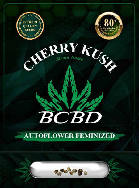 Cherry Kush Autoflowering