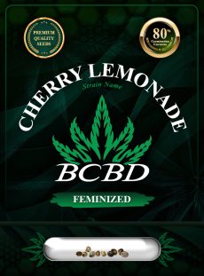 Cherry Lemonade Strain Feminized
