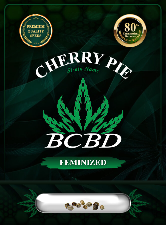 Cherry Pie Strain Feminized Marijuana Seeds