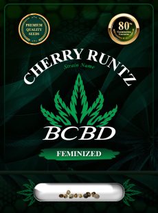 Cherry Runtz Strain Feminized