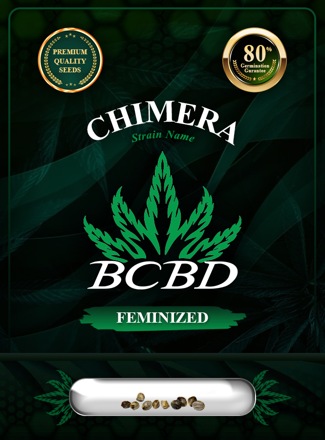 Chimera Strain Feminized Marijuana Seeds