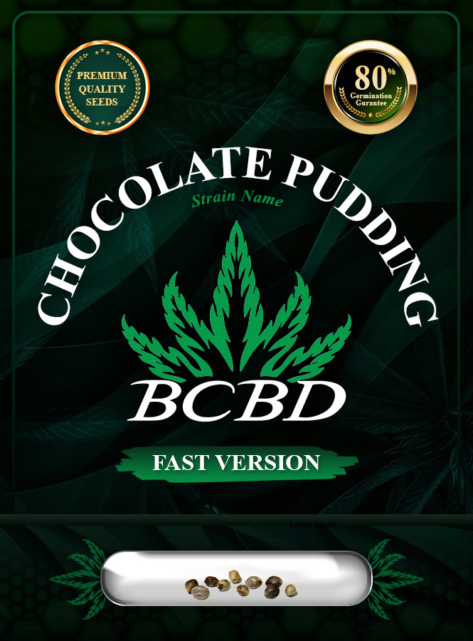 Chocolate Pudding Strain Feminized Fast Version Marijuana Seeds