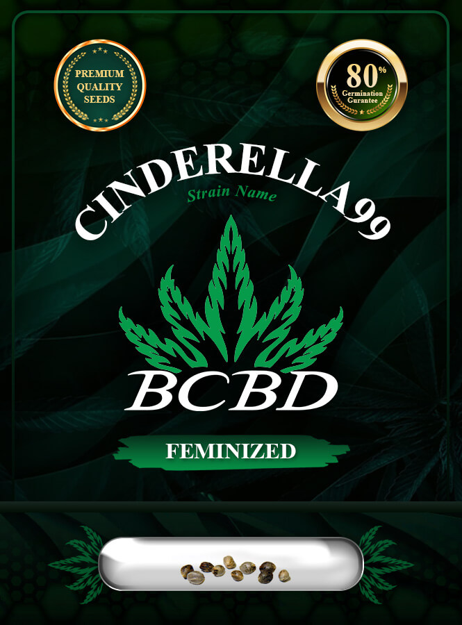 Cinderella99 Strain Feminized Marijuana Seeds