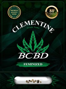 Clementine Strain Feminized