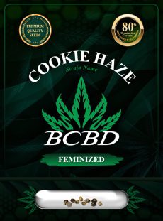 Cookie Haze Feminized