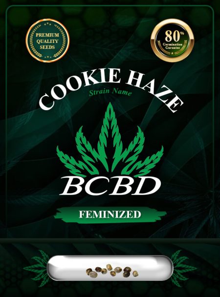 Cookie Haze Feminized