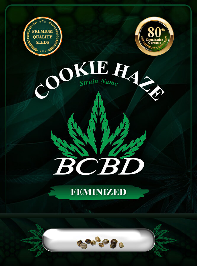 Cookie Haze Feminized Marijuana Seeds