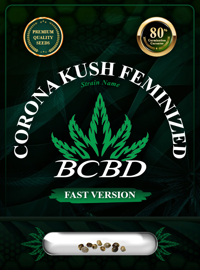 Corona Kush Feminized Fast Version Marijuana Seeds