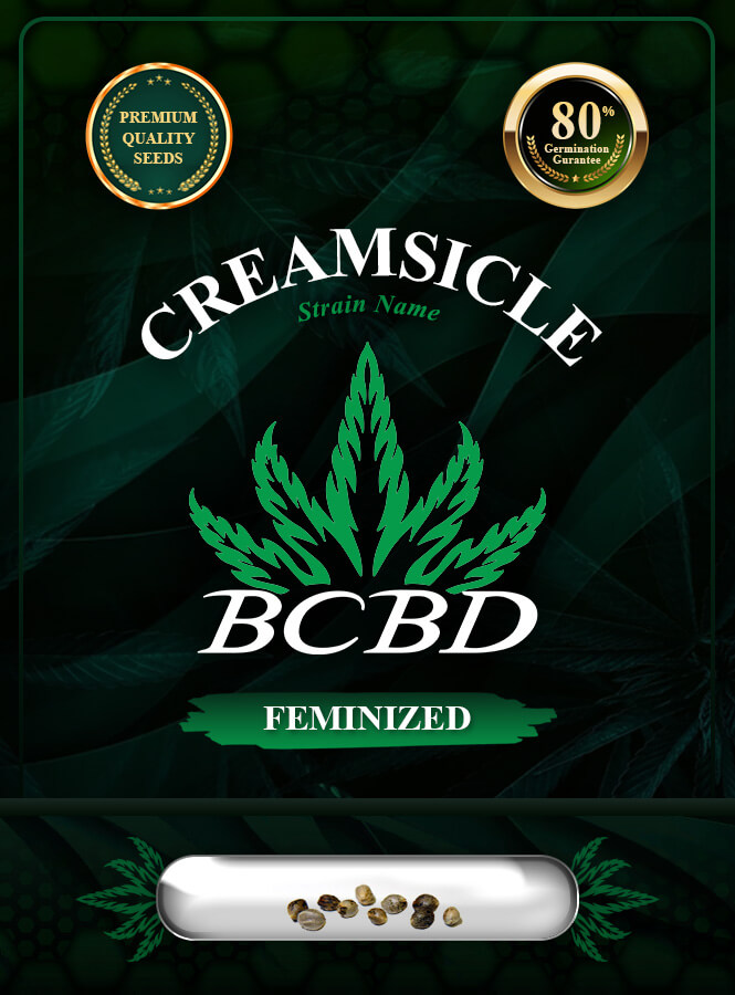 Creamsicle Strain Feminized Marijuana Seeds