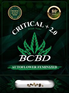 Critical + 2.0 Strain Autoflowering