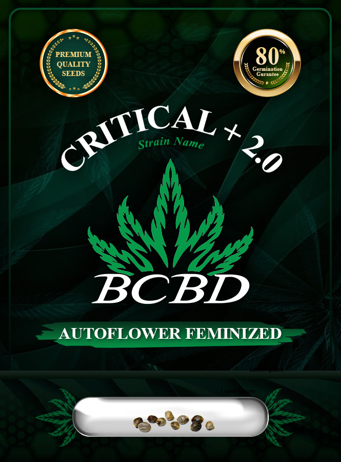 Critical + 2.0 Strain Autoflowering Marijuana Seeds