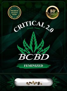 Critical 2.0 Strain Feminized