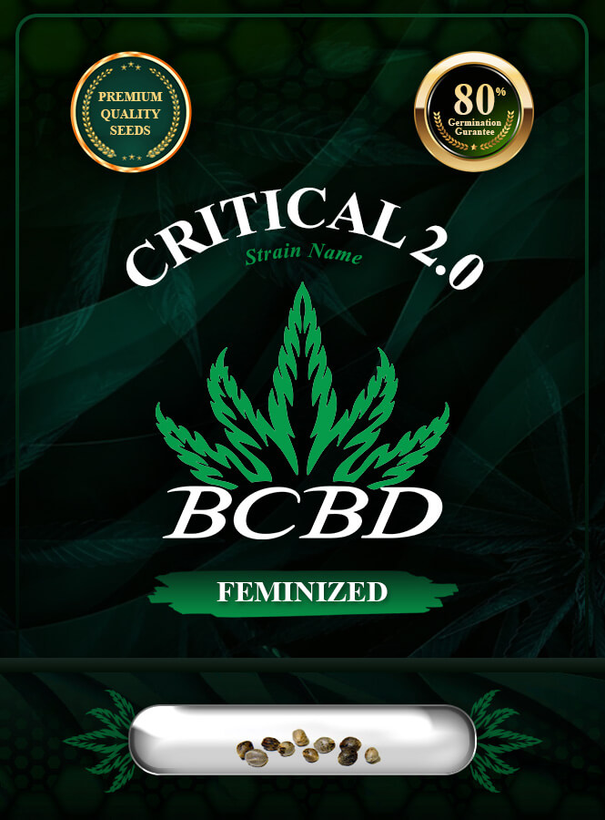Critical 2.0 Strain Feminized Marijuana Seeds