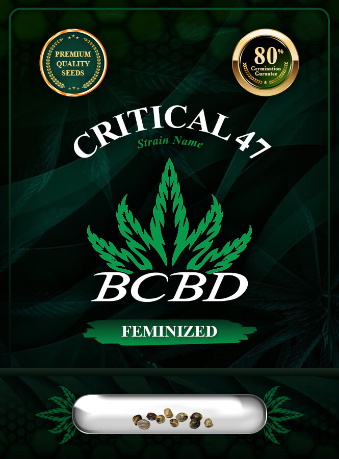 Critical 47 Strain Feminized Marijuana Seeds