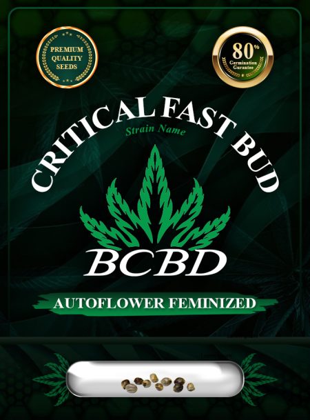 Critical Fast Bud Strain Autoflowering