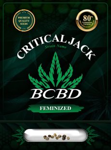 Critical Jack Strain Feminized