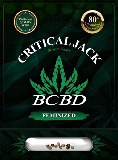 Critical Jack Strain Feminized