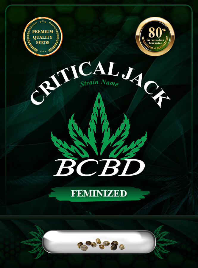 Critical Jack Strain Feminized Marijuana Seeds