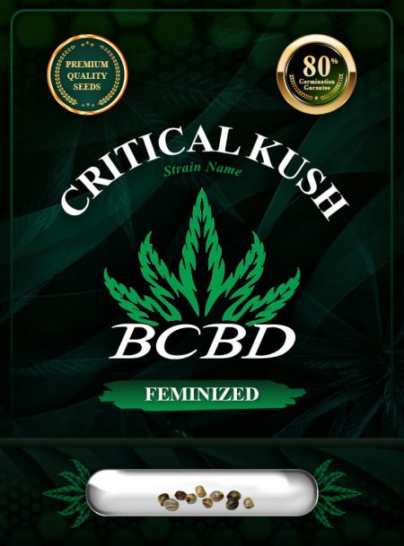 Critical Kush Feminized