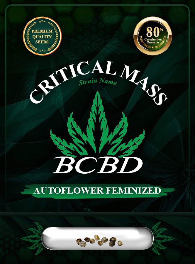 Critical Mass Strain Autoflowering Marijuana Seeds