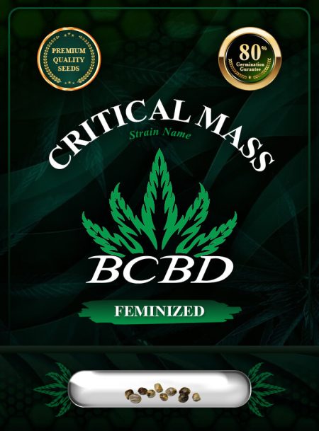 Critical Mass Strain Feminized
