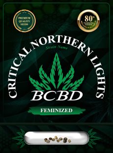 Critical Northern Lights Strain Feminized
