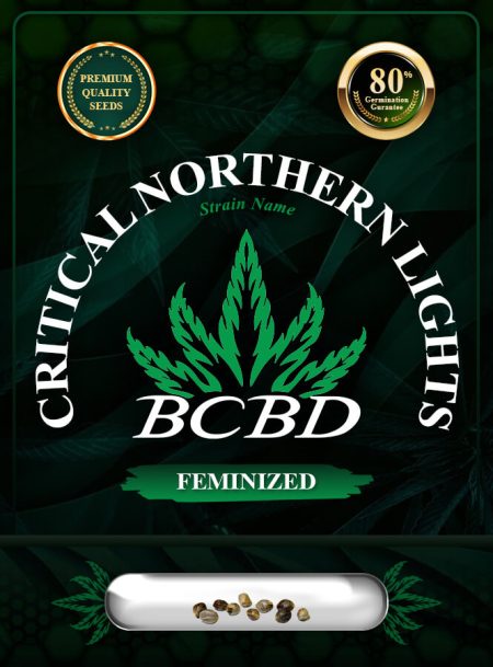 Critical Northern Lights Strain Feminized