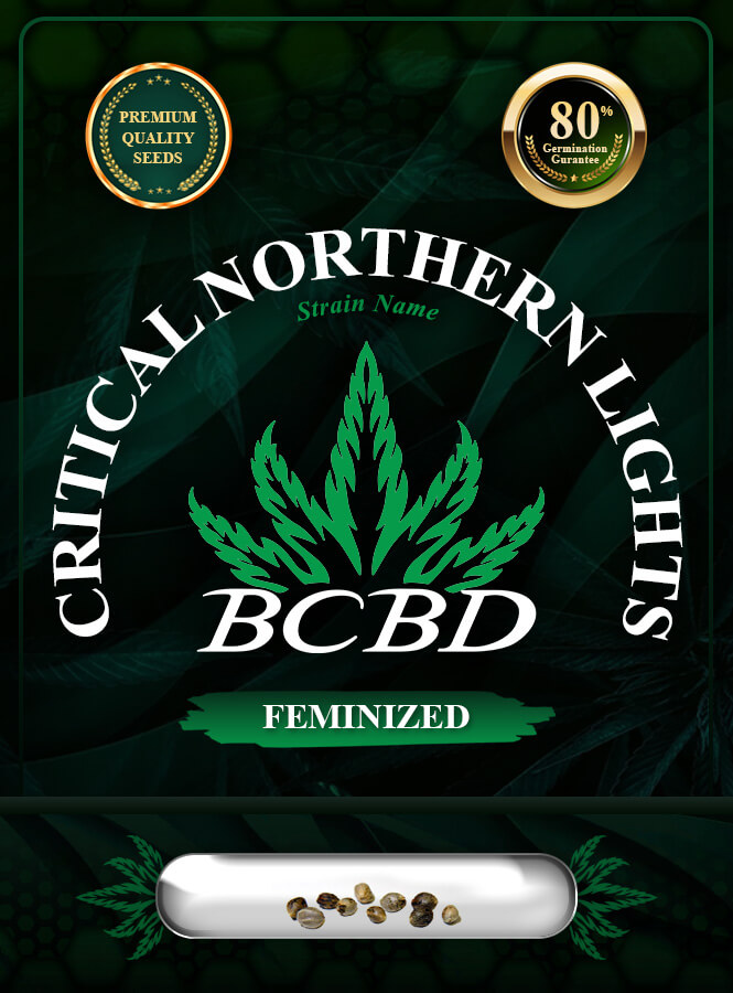 Critical Northern Lights Strain Feminized Marijuana Seeds