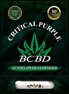 Critical Purple Strain Autoflowering