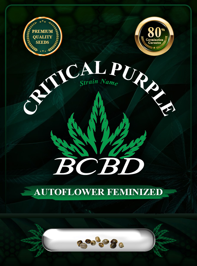 Critical Purple Strain Autoflowering Marijuana Seeds