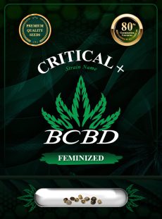 Critical + Strain Feminized