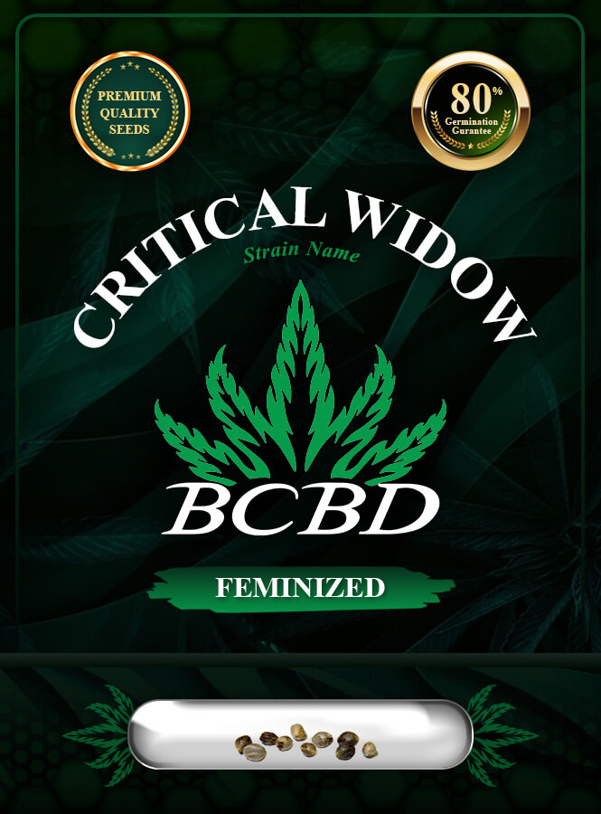 Critical Widow Strain Feminized Marijuana Seeds