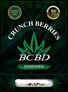Crunch Berries Strain Feminized